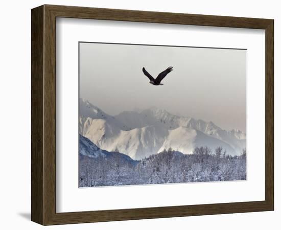 Bald Eagles, Chilkat Bald Eagle Preserve, Alaska, USA-Cathy & Gordon Illg-Framed Photographic Print