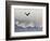 Bald Eagles, Chilkat Bald Eagle Preserve, Alaska, USA-Cathy & Gordon Illg-Framed Photographic Print