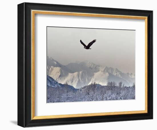 Bald Eagles, Chilkat Bald Eagle Preserve, Alaska, USA-Cathy & Gordon Illg-Framed Photographic Print