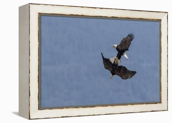 Bald Eagles fighting-Ken Archer-Framed Premier Image Canvas