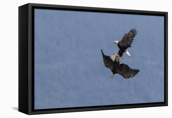 Bald Eagles fighting-Ken Archer-Framed Premier Image Canvas