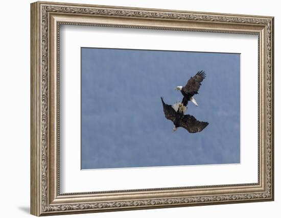 Bald Eagles fighting-Ken Archer-Framed Photographic Print