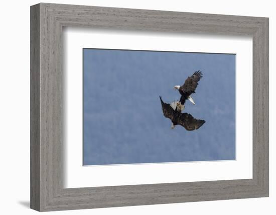 Bald Eagles fighting-Ken Archer-Framed Photographic Print