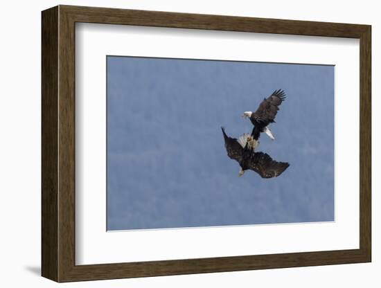 Bald Eagles fighting-Ken Archer-Framed Photographic Print