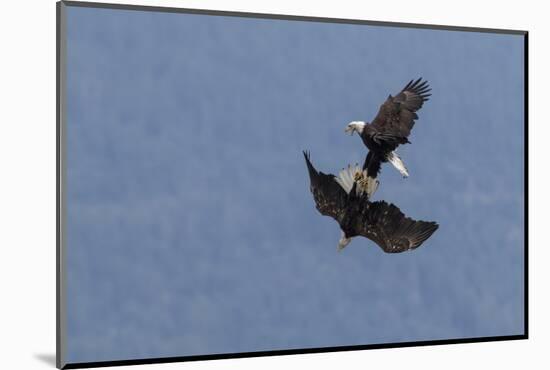 Bald Eagles fighting-Ken Archer-Mounted Photographic Print