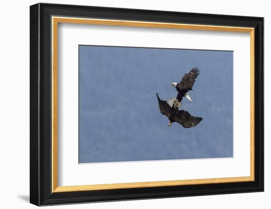 Bald Eagles fighting-Ken Archer-Framed Photographic Print