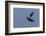 Bald Eagles fighting-Ken Archer-Framed Photographic Print
