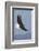 Bald Eagles flying-Ken Archer-Framed Photographic Print