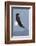 Bald Eagles flying-Ken Archer-Framed Photographic Print