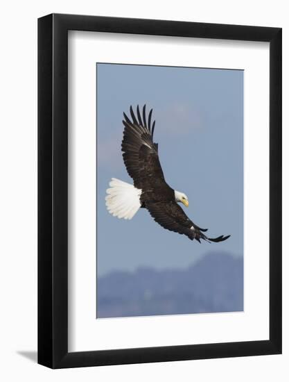 Bald Eagles flying-Ken Archer-Framed Photographic Print