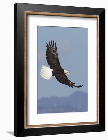 Bald Eagles flying-Ken Archer-Framed Photographic Print