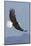 Bald Eagles flying-Ken Archer-Mounted Photographic Print