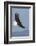 Bald Eagles flying-Ken Archer-Framed Photographic Print