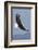 Bald Eagles flying-Ken Archer-Framed Photographic Print