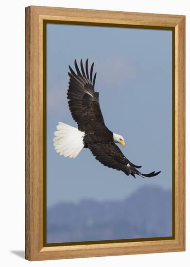 Bald Eagles flying-Ken Archer-Framed Premier Image Canvas