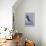 Bald Eagles flying-Ken Archer-Framed Premier Image Canvas displayed on a wall