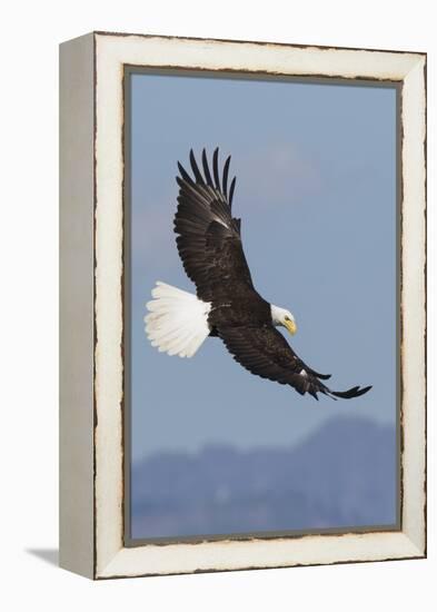 Bald Eagles flying-Ken Archer-Framed Premier Image Canvas