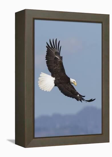 Bald Eagles flying-Ken Archer-Framed Premier Image Canvas