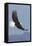 Bald Eagles flying-Ken Archer-Framed Premier Image Canvas