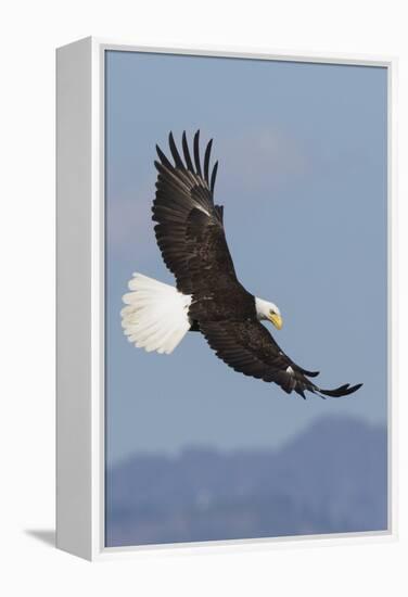 Bald Eagles flying-Ken Archer-Framed Premier Image Canvas