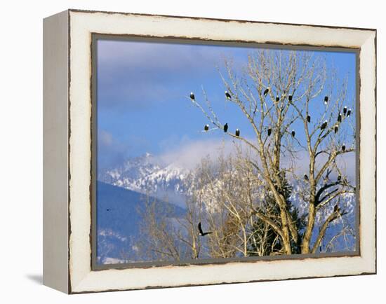 Bald Eagles in the Bitterroot Valley near Hamilton, Montana, USA-Chuck Haney-Framed Premier Image Canvas