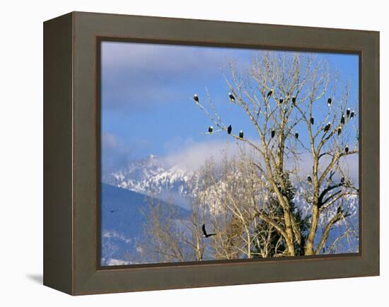 Bald Eagles in the Bitterroot Valley near Hamilton, Montana, USA-Chuck Haney-Framed Premier Image Canvas