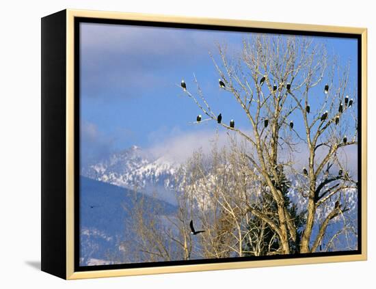 Bald Eagles in the Bitterroot Valley near Hamilton, Montana, USA-Chuck Haney-Framed Premier Image Canvas