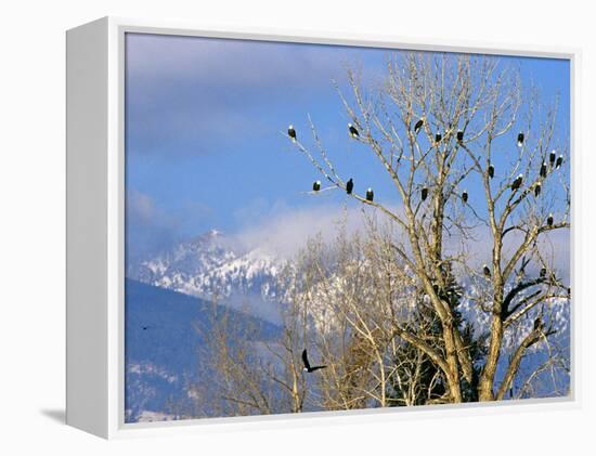 Bald Eagles in the Bitterroot Valley near Hamilton, Montana, USA-Chuck Haney-Framed Premier Image Canvas