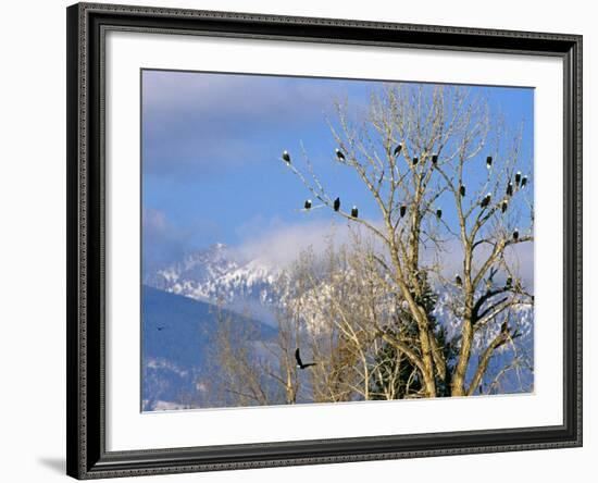 Bald Eagles in the Bitterroot Valley near Hamilton, Montana, USA-Chuck Haney-Framed Photographic Print