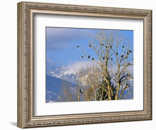 Bald Eagles in the Bitterroot Valley near Hamilton, Montana, USA-Chuck Haney-Framed Photographic Print