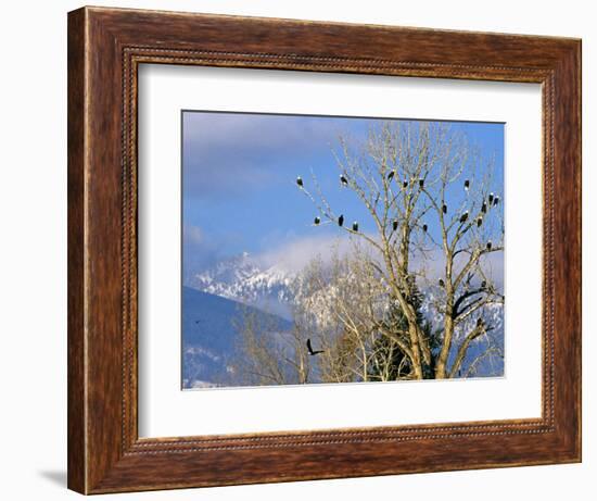 Bald Eagles in the Bitterroot Valley near Hamilton, Montana, USA-Chuck Haney-Framed Photographic Print