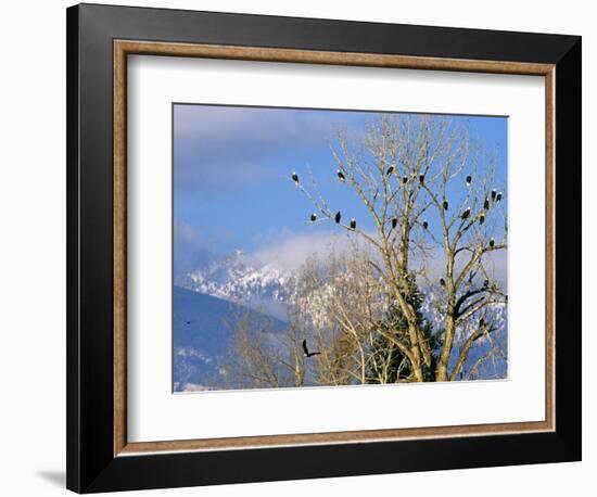 Bald Eagles in the Bitterroot Valley near Hamilton, Montana, USA-Chuck Haney-Framed Photographic Print