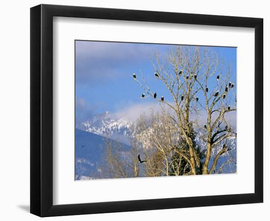 Bald Eagles in the Bitterroot Valley near Hamilton, Montana, USA-Chuck Haney-Framed Photographic Print