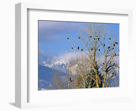 Bald Eagles in the Bitterroot Valley near Hamilton, Montana, USA-Chuck Haney-Framed Photographic Print