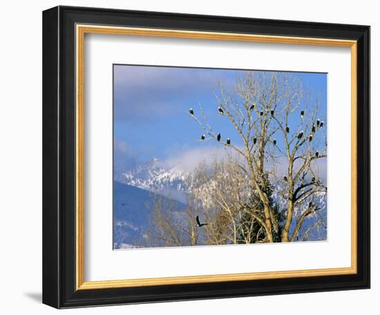 Bald Eagles in the Bitterroot Valley near Hamilton, Montana, USA-Chuck Haney-Framed Photographic Print