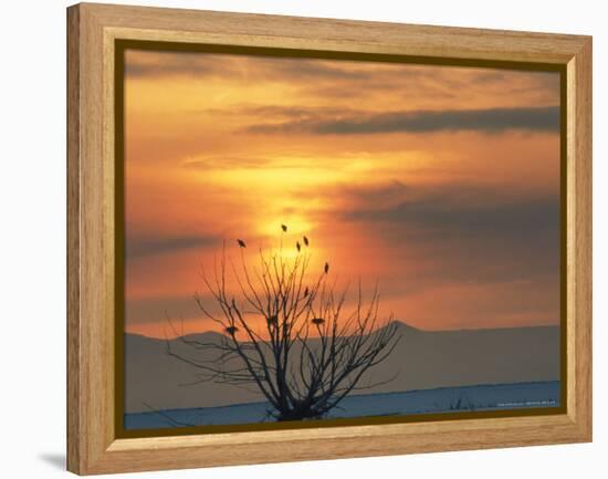 Bald Eagles in Willow Tree at Layton Marshes, Great Salt Lake, Utah, USA-Scott T. Smith-Framed Premier Image Canvas