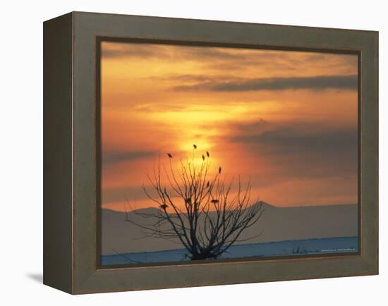 Bald Eagles in Willow Tree at Layton Marshes, Great Salt Lake, Utah, USA-Scott T. Smith-Framed Premier Image Canvas