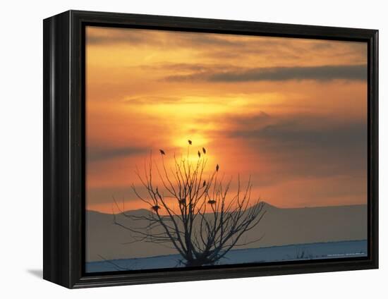 Bald Eagles in Willow Tree at Layton Marshes, Great Salt Lake, Utah, USA-Scott T. Smith-Framed Premier Image Canvas