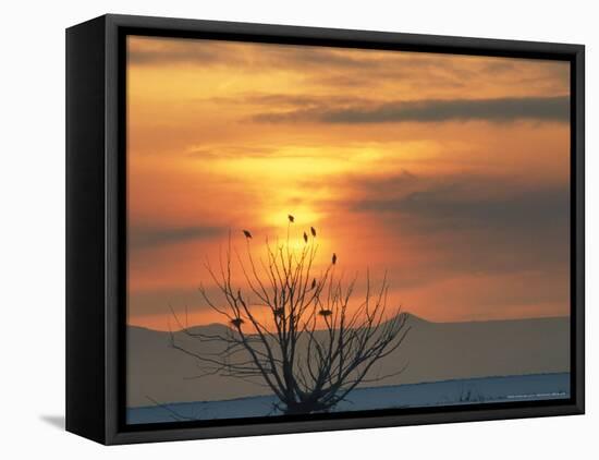 Bald Eagles in Willow Tree at Layton Marshes, Great Salt Lake, Utah, USA-Scott T. Smith-Framed Premier Image Canvas