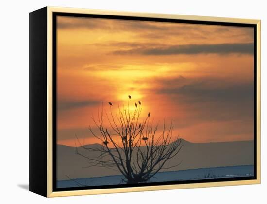 Bald Eagles in Willow Tree at Layton Marshes, Great Salt Lake, Utah, USA-Scott T. Smith-Framed Premier Image Canvas