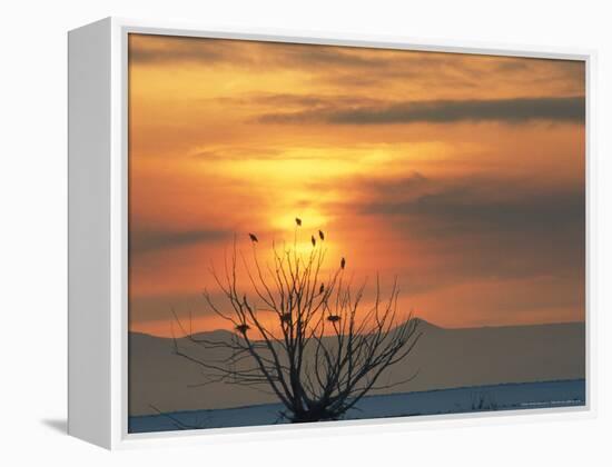 Bald Eagles in Willow Tree at Layton Marshes, Great Salt Lake, Utah, USA-Scott T. Smith-Framed Premier Image Canvas