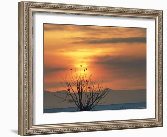 Bald Eagles in Willow Tree at Layton Marshes, Great Salt Lake, Utah, USA-Scott T. Smith-Framed Photographic Print