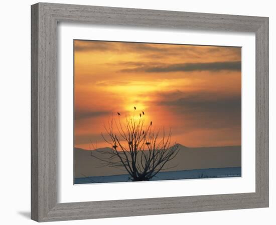 Bald Eagles in Willow Tree at Layton Marshes, Great Salt Lake, Utah, USA-Scott T. Smith-Framed Photographic Print