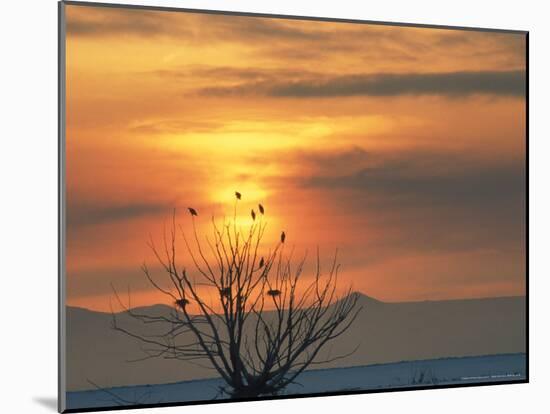 Bald Eagles in Willow Tree at Layton Marshes, Great Salt Lake, Utah, USA-Scott T. Smith-Mounted Photographic Print