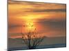 Bald Eagles in Willow Tree at Layton Marshes, Great Salt Lake, Utah, USA-Scott T. Smith-Mounted Photographic Print