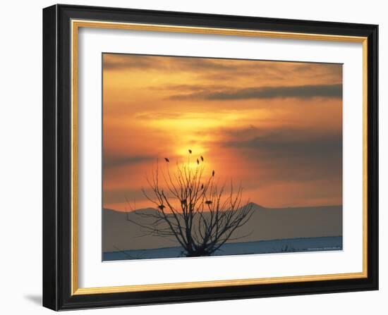 Bald Eagles in Willow Tree at Layton Marshes, Great Salt Lake, Utah, USA-Scott T. Smith-Framed Photographic Print