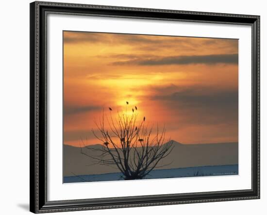 Bald Eagles in Willow Tree at Layton Marshes, Great Salt Lake, Utah, USA-Scott T. Smith-Framed Photographic Print