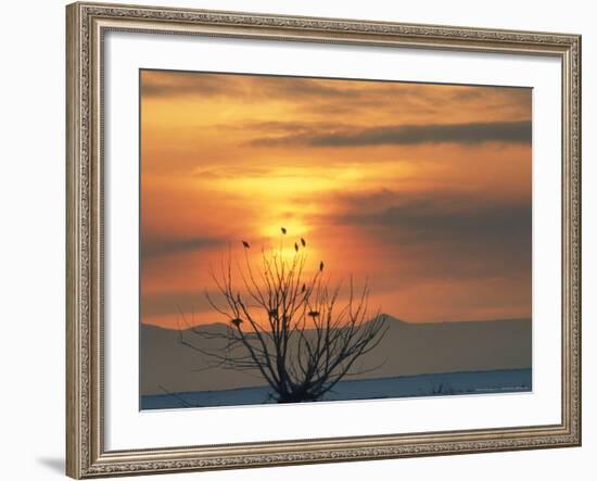 Bald Eagles in Willow Tree at Layton Marshes, Great Salt Lake, Utah, USA-Scott T. Smith-Framed Photographic Print