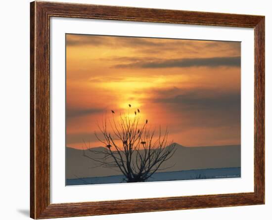 Bald Eagles in Willow Tree at Layton Marshes, Great Salt Lake, Utah, USA-Scott T. Smith-Framed Photographic Print