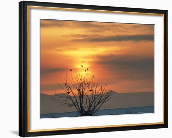 Bald Eagles in Willow Tree at Layton Marshes, Great Salt Lake, Utah, USA-Scott T. Smith-Framed Photographic Print
